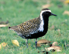 Pacific Golden-Plover
